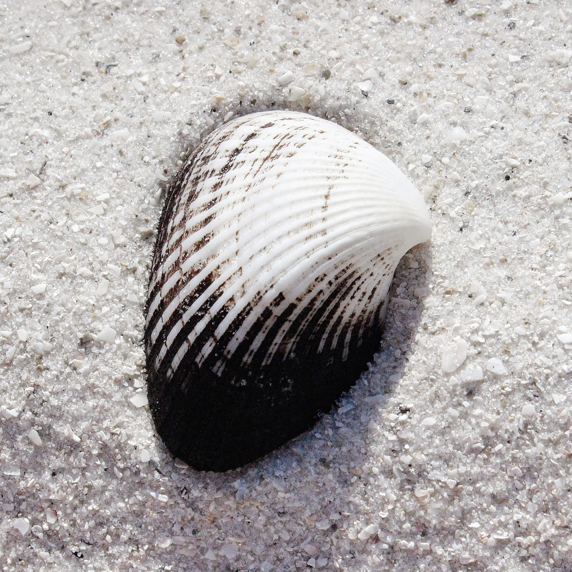 Zwart-witte schelp in het zand