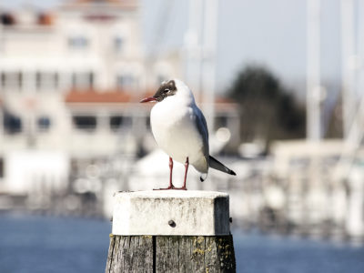 Port Zelande (Brouwersdam) - haven