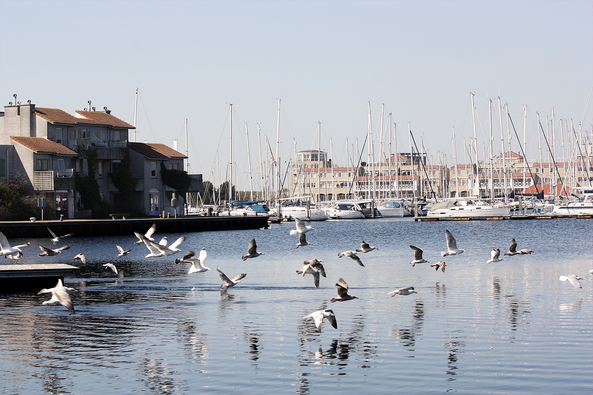 Port Zelande (Brouwersdam) - haven met vogels