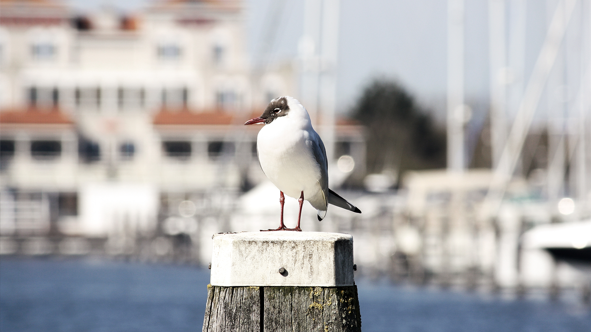 Port Zelande (Brouwersdam) - haven