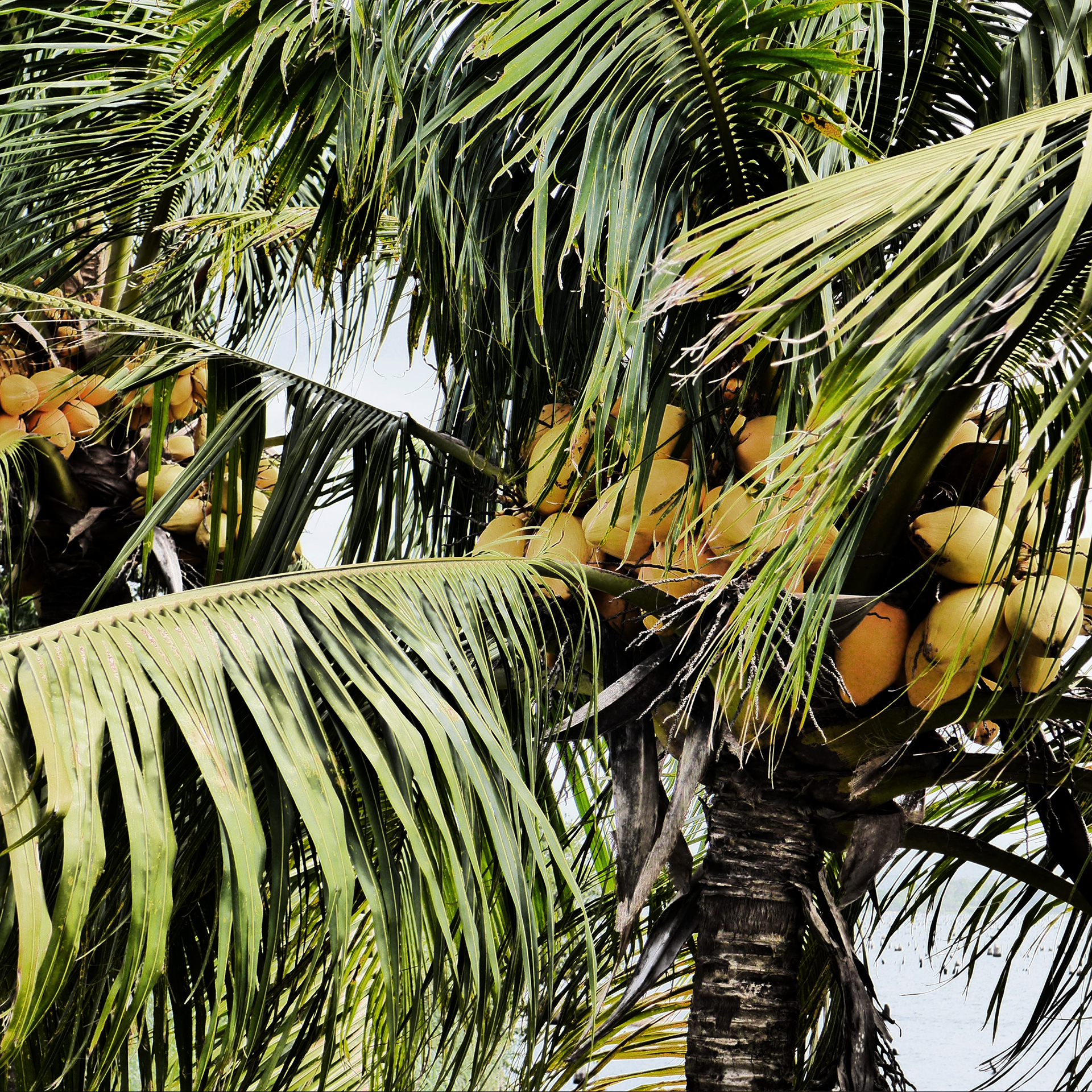 palmboom met kokosnoten