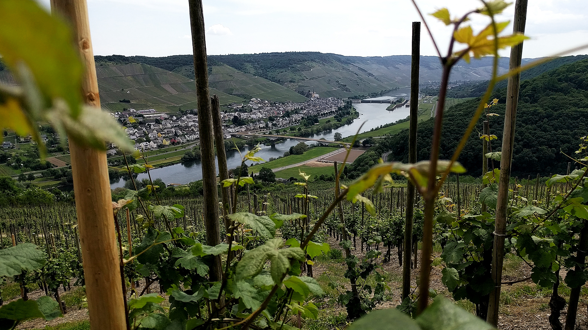 Trier-Koblenz (Duitsland) - wijngaarden aan de Moezel